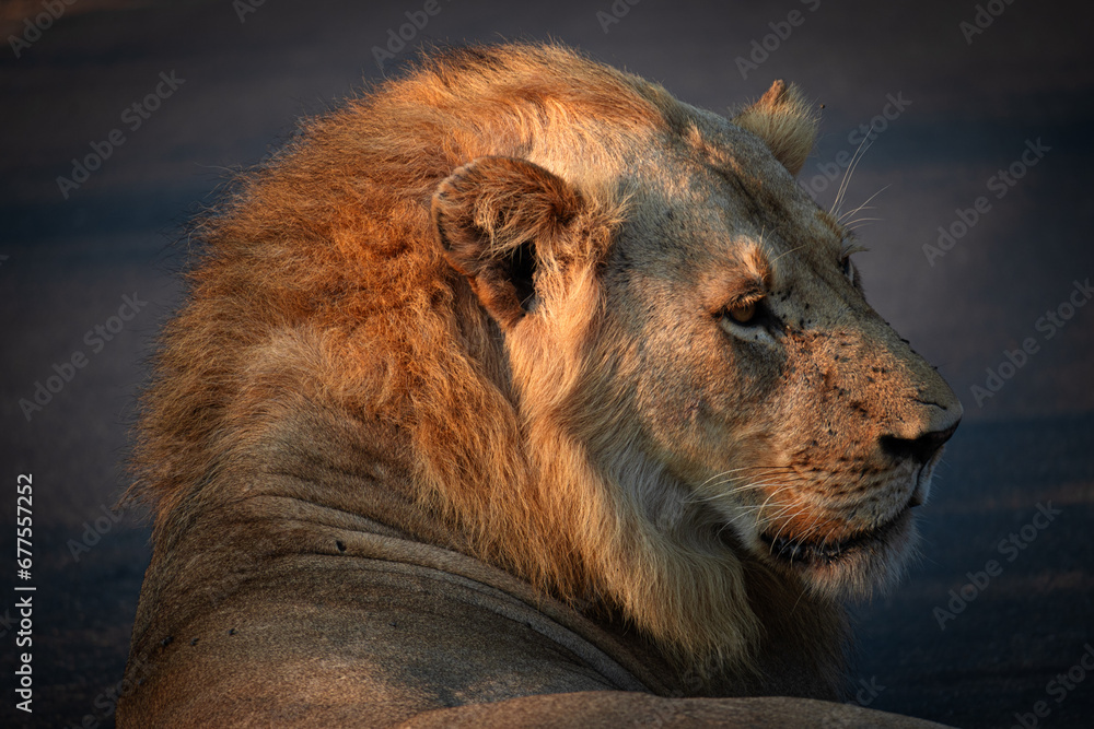 Male Lion in Kruger National Park