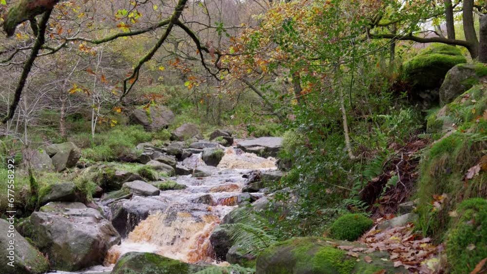 A serene autumn and winter forest, a meandering stream beside the riverbank, golden oak trees, and bronze leaves falling. Explore the leaf-carpeted landscape. A serene autumn and winter forest, a meandering stream beside the riverbank, golden oak trees, and bronze leaves falling. Explore the leaf-carpeted landscape.