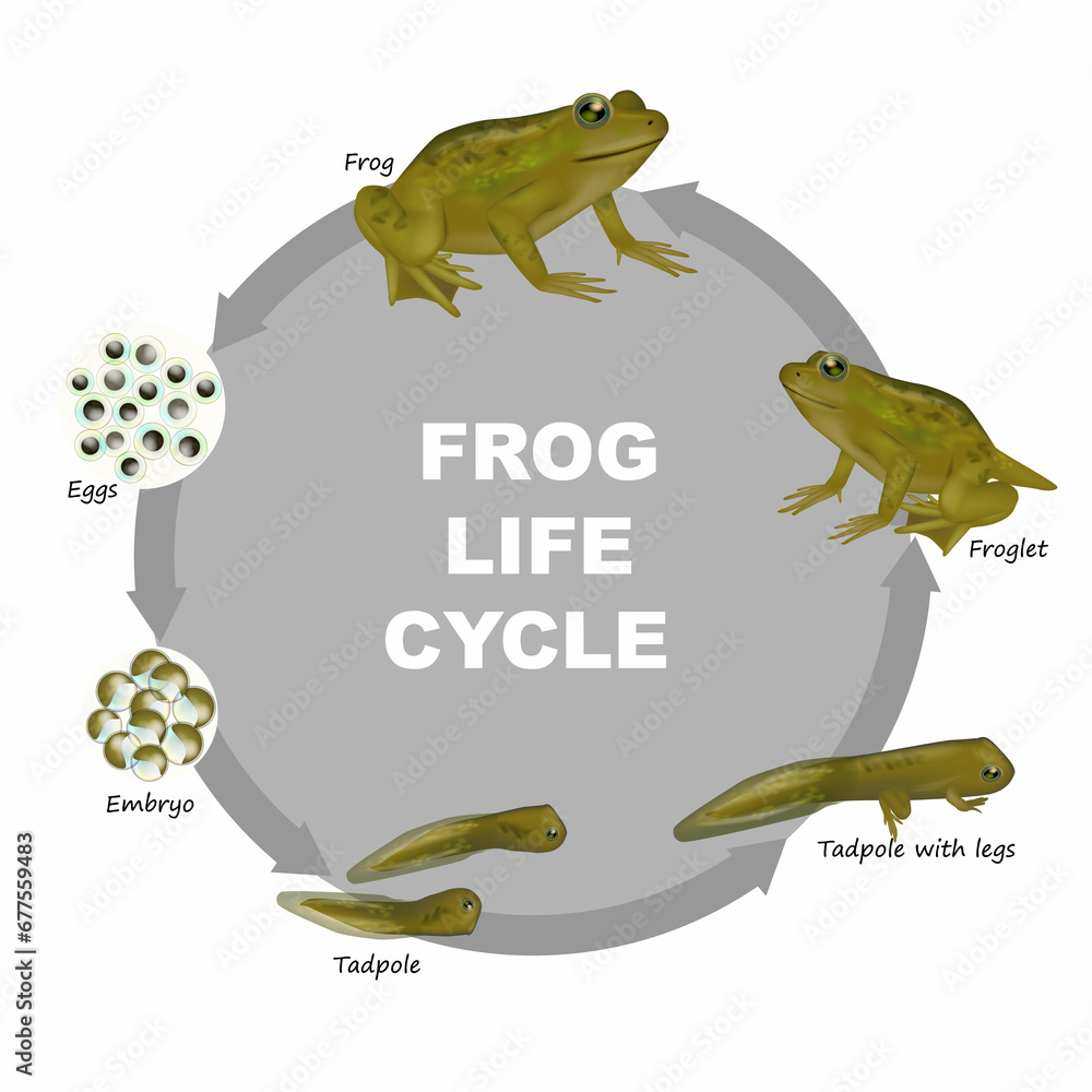 Life cycle of a frog. Froglet, Frog, Tadpole, Embryo, Eggs. Stock ...