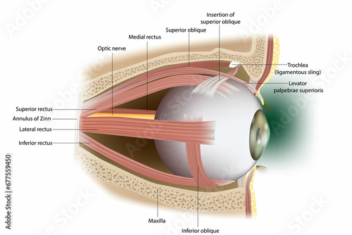 Human Eye Extraocular Muscles. Lateral surface.