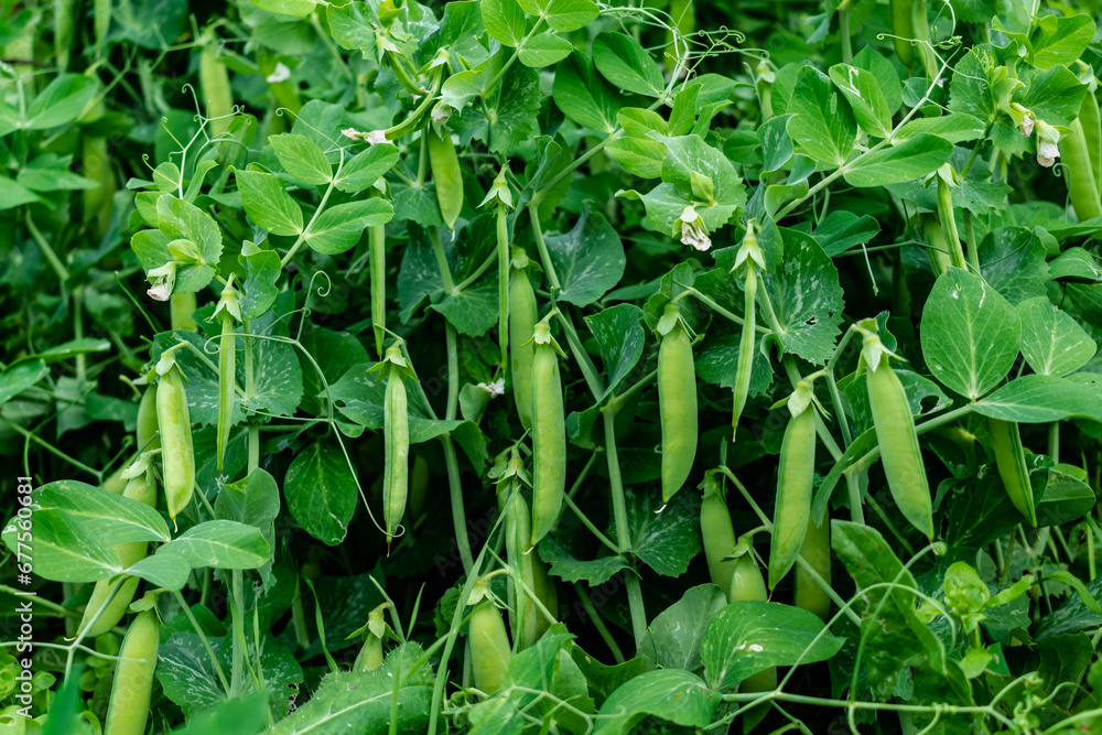 Peas in a garden home grown, spring, summer and autumn harvest Peas in a garden home grown, spring, summer and autumn harvest