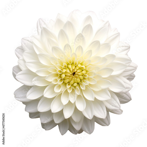 Wallpaper Mural Chrysanthemum flower isolated on transparent background Torontodigital.ca