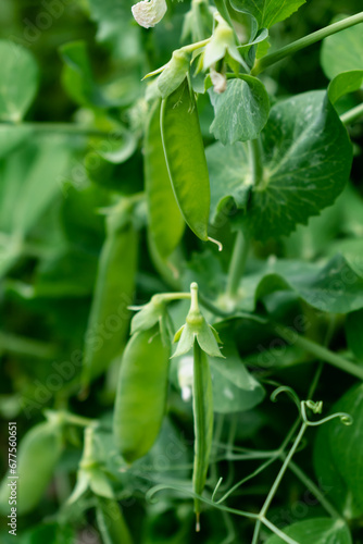 Peas in a garden home grown  spring  summer and autumn harvest