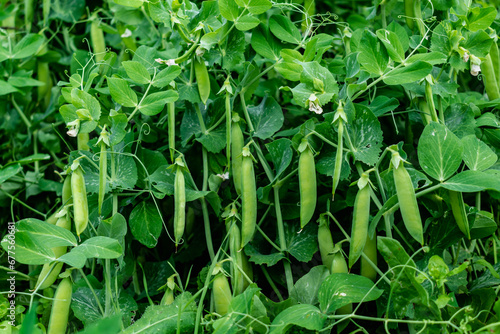 Peas in a garden home grown, spring, summer and autumn harvest