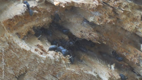 Ants escape from the smoke. Selective focus. Camponotus vagus. Camera panning