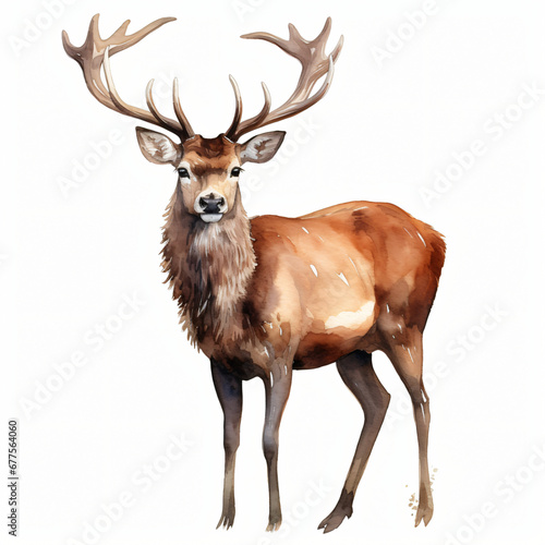 Watercolor Stag or Reindeer Clipart isolated on white background