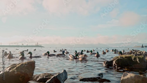 Wallpaper Mural A picturesque cinematic view of a flock of wild ducks swimming near a rocky river bank on a bright sunny autumn morning. Ducks swim in clear river water against the background of clouds. Torontodigital.ca