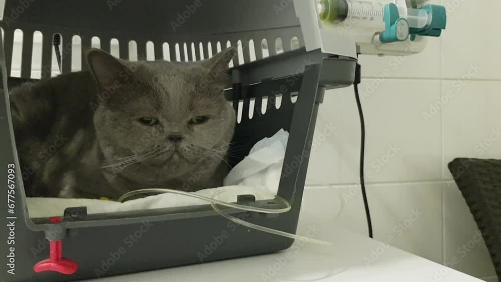 Vidéo Stock Sick cat on a iv drip in veterinary clinic. Cat iv fluid