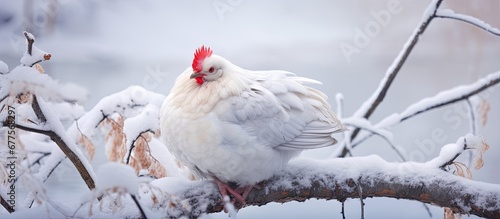 In the winter landscape of Europe a white hen perches gracefully on a branch its colorful feathers capturing the eye The bird s beak with its vibrant hues adds a burst of color to the serene photo