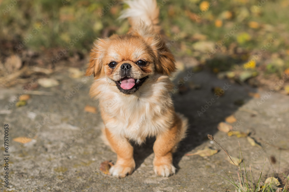 Tibetan spaniel breed. Young dog of golden light color. Pets lifestyle Tibetan spaniel breed. Young dog of golden light color. Pets lifestyle