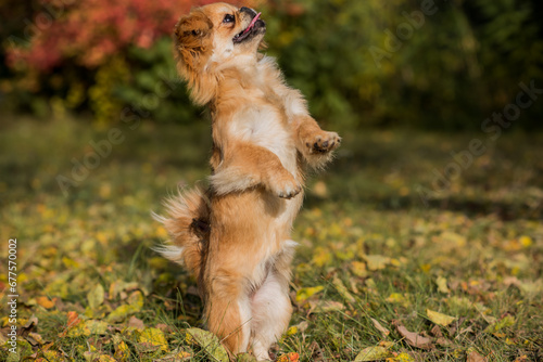 Cuadro en lienzo Tibetan spaniel breed