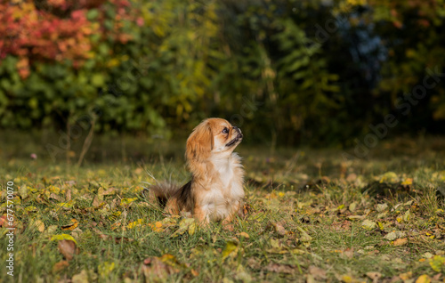 Tibetan spaniel breed. Young dog of golden light color. Pets lifestyle  photo