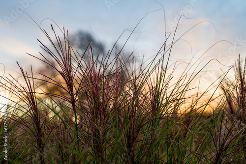 Detail of ornamental grass against the setting colorful sky. Chinese Miscanthus. Miscanthus sinensis