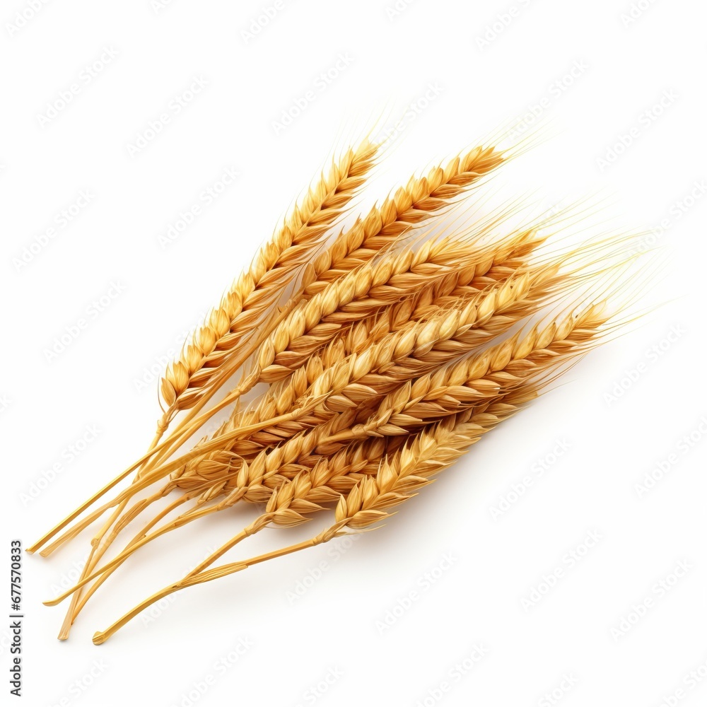 Photo ripe ears of wheat isolated on white background Photo ripe ears of wheat isolated on white background