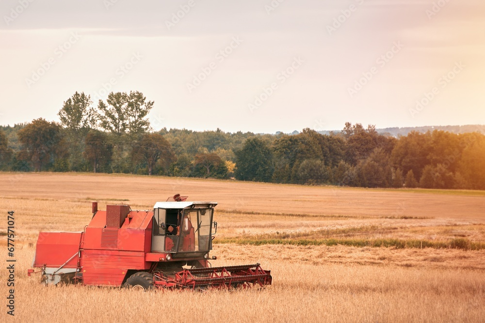 Fototapeta premium Harvesting wheat. Combine harvester at work. Agricultural industrial scene in a farmland.