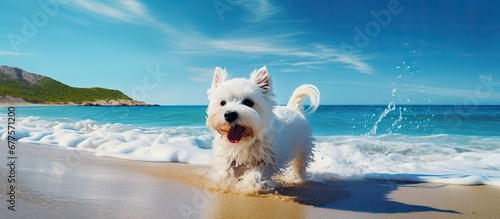On a sunny summer day against the picturesque background of the blue sky and sparkling water a cute white dog ran happily along the sandy beach enjoying the refreshing sea breeze and the so photo