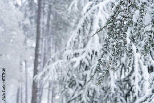 Snow covered trees in winter.