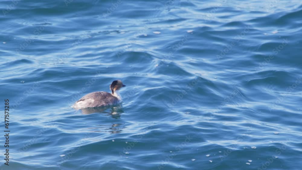 Wide shot of the beautiful hooded grebe taking a plunge as it dives underwater to fish (Podiceps gallardoi) Wide shot of the beautiful hooded grebe taking a plunge as it dives underwater to fish (Podiceps gallardoi)