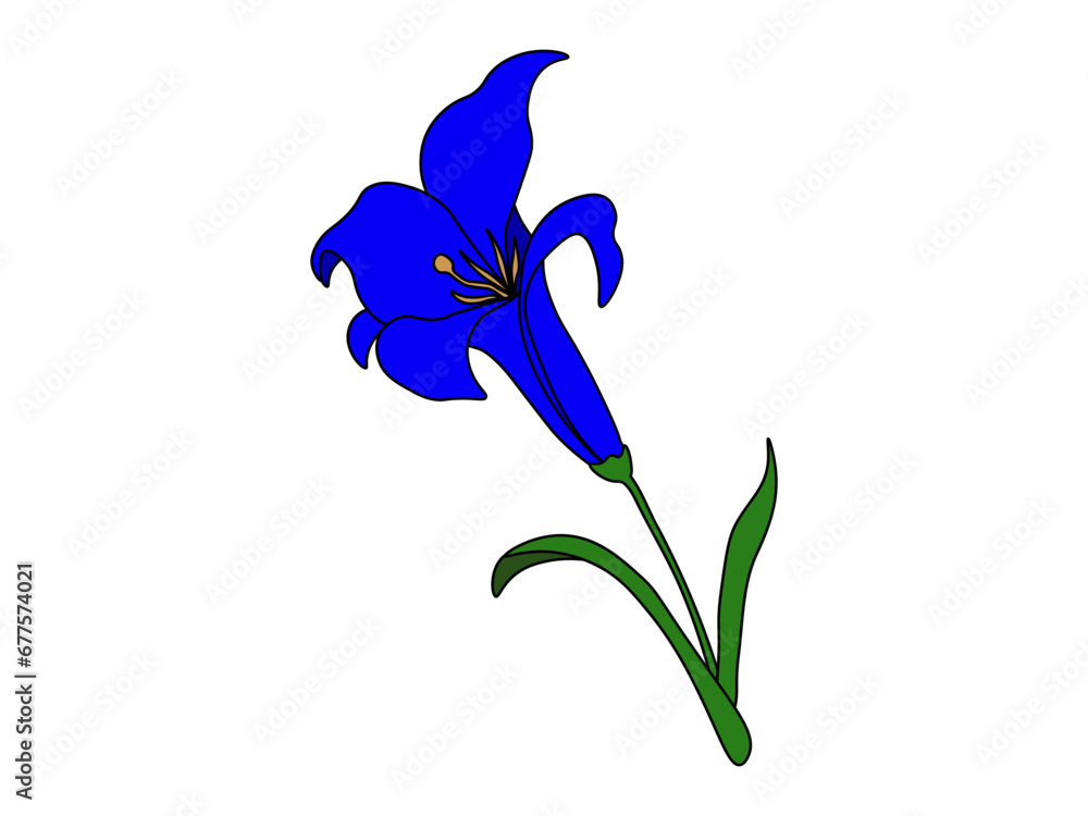 the bright flower Blue lily vector
