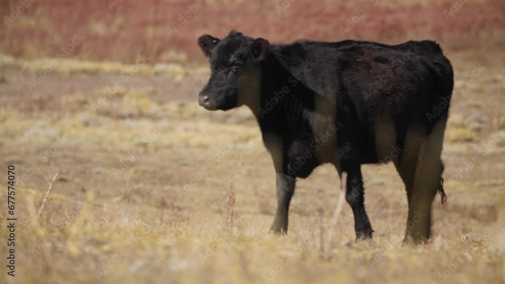 Cow Walking Through Dry Grasslands, Colorado Dry Ranch Lands Cow Walking Through Dry Grasslands, Colorado Dry Ranch Lands