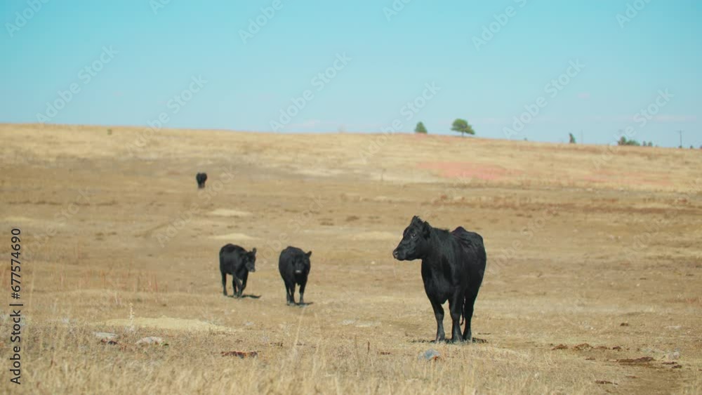 Landscape of Cattle Herd in Open Colorado Prairies Landscape of Cattle Herd in Open Colorado Prairies