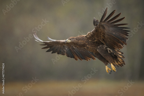 Birds of prey - white-tailed eagle in flight (Haliaeetus albicilla)