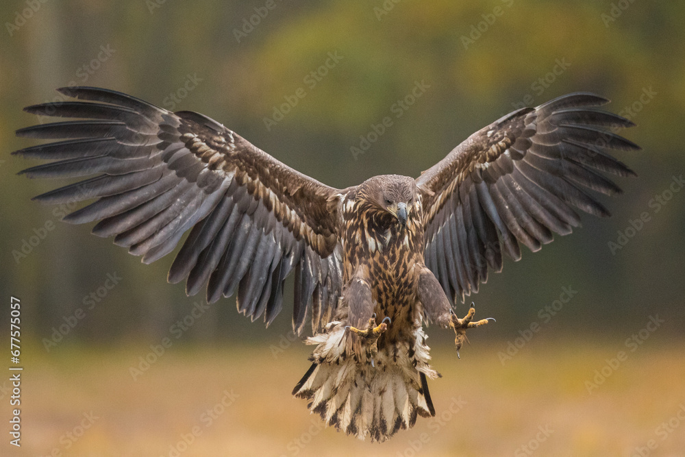Birds of prey - white-tailed eagle in flight (Haliaeetus albicilla) - obrazy, fototapety, plakaty 