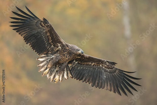 Birds of prey - white-tailed eagle in flight (Haliaeetus albicilla) © szczepank
