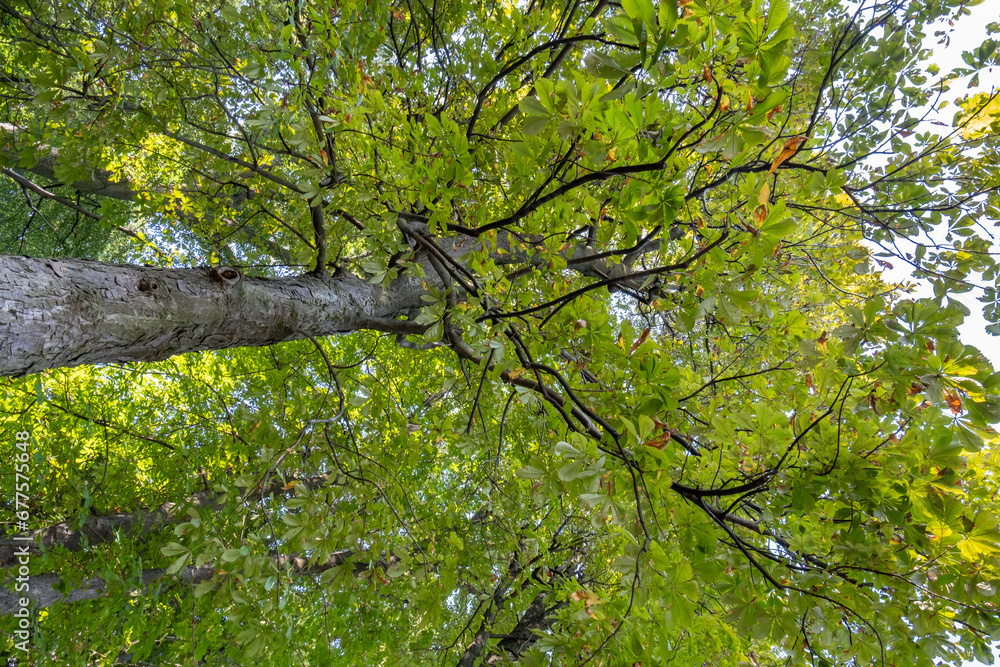 Fototapeta premium Horse-chestnut or conker tree