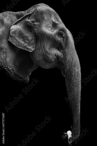 Black & White Elephant