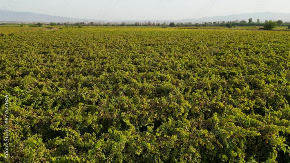 large and huge vineyards, economic investment, agricultural lands, agricultural activity and professional business