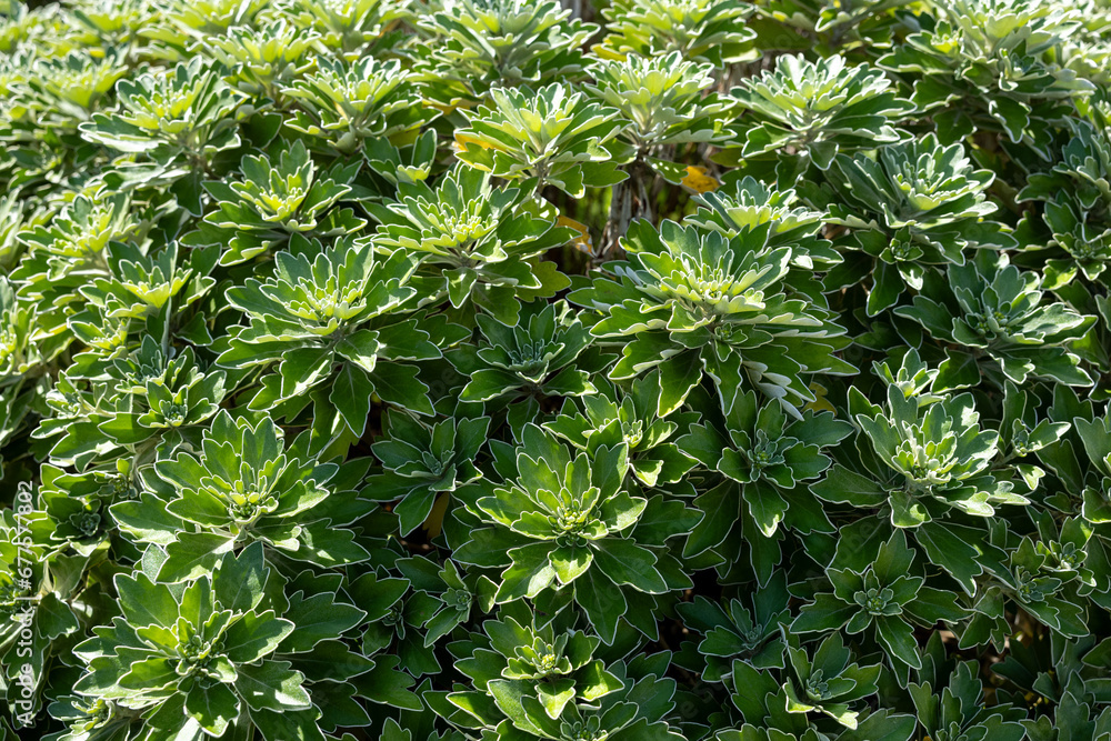 Obraz premium Chrysanthemum pacificum leaves.