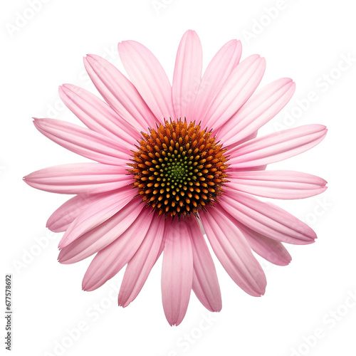 Coneflower isolated on transparent background