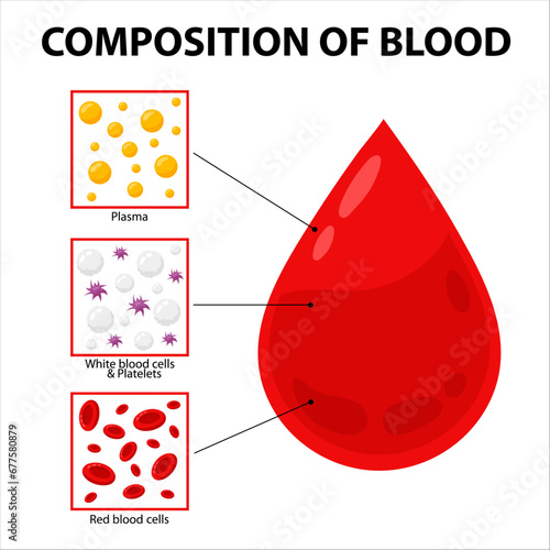 Blood composition. Vector diagram of blood composition in flat style. Medicine, education, science.