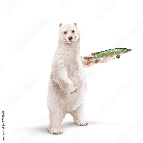 un ours polaire qui tiens un poisson brochet  dans la main