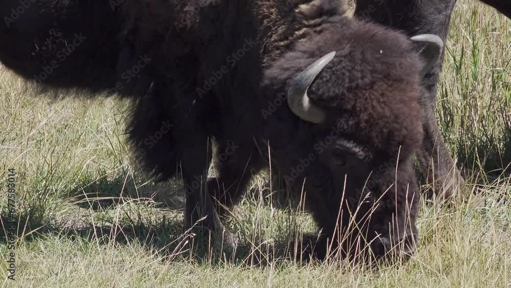 American bison, Grand Teton National Park, Wyoming, USA American bison, Grand Teton National Park, Wyoming, USA