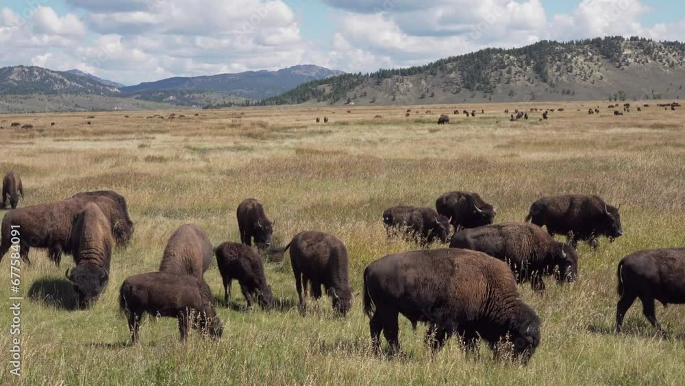 American bison, Grand Teton National Park, Wyoming, USA American bison, Grand Teton National Park, Wyoming, USA