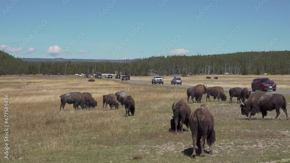 Tourists watch bison from their in cars, Yellowstone National park, Wyoming, USA Tourists watch bison from their in cars, Yellowstone National park, Wyoming, USA