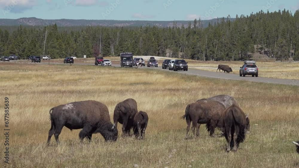 Tourism in Yellowstone National park with tourists in cars watching American buffalo or bison, Wyoming, USA Tourism in Yellowstone National park with tourists in cars watching American buffalo or bison, Wyoming, USA