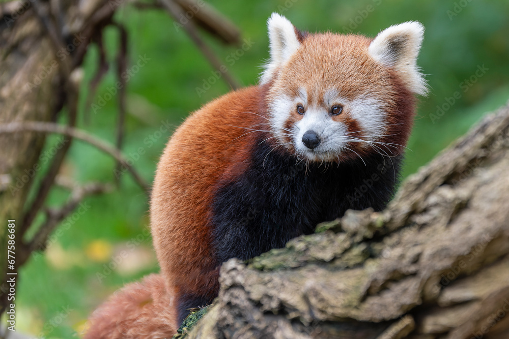 Kleiner Panda Kleiner Panda