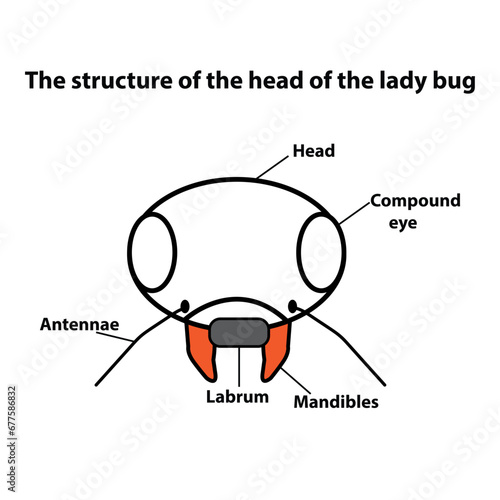 The structure of the head of the lady bug