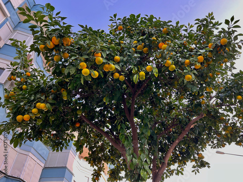 Ripe oranges that grow in Alanya city, Turkey photo
