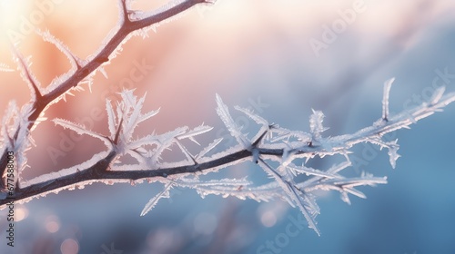 cold frozen view branch winter illustration morning background, tree landscape, forest season cold frozen view branch winter
