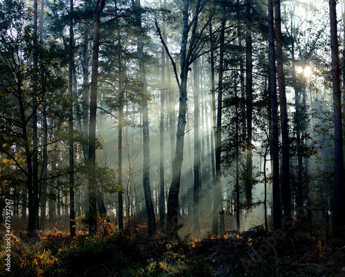 Jesień w lesie o poranku z promieniami słonecznymi photo