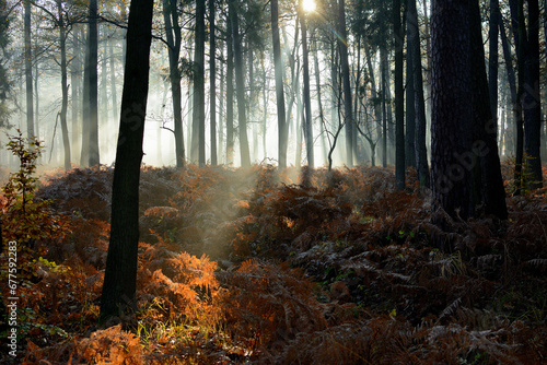 Jesień w lesie o poranku z promieniami słonecznymi photo
