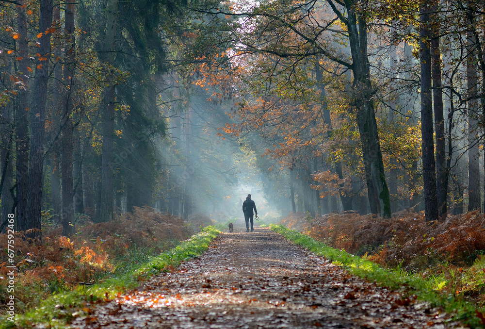 Jesienny spacer po lesie - obrazy, fototapety, plakaty 