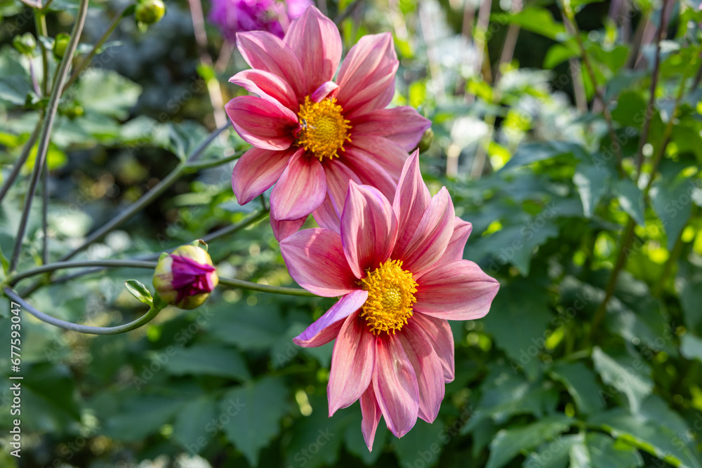 Beautiful pink dahlia flowers in the garden blooming in autumn. Beautiful pink dahlia flowers in the garden blooming in autumn.