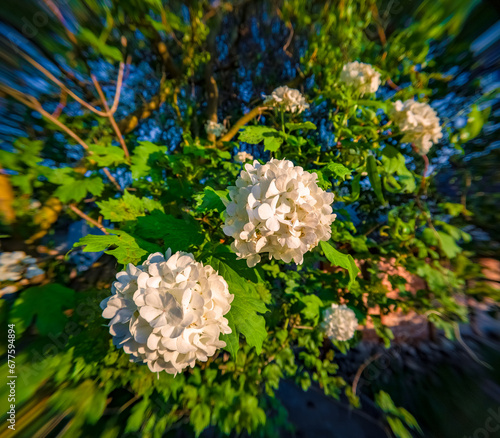 White balls of Hydrangea arborescens. Chinese snowball viburnum, Viburnum Roseum Buldenezh. Spring in botanical garden with Hydrangeaceae family plants. Anamorphic macro photography.