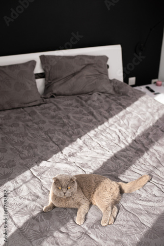 cat resting on the bed. British cat