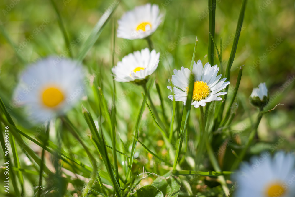 Daisy flowers in the garden. Small depth of field Daisy flowers in the garden. Small depth of field